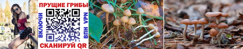 Галлюциногенные грибы Psilocybine cubensis  Купить  Ряжск 